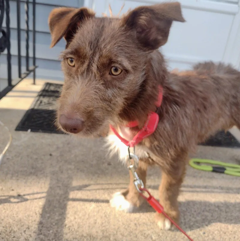 An adult medium-sized female Corgi dog named Brownie for adoption in Brooklyn Center, MN