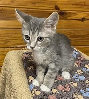 A baby medium-sized male Tabby (Gray / Blue / Silver) Tabby cat named Paul McCartney for adoption in Southern Pines, NC