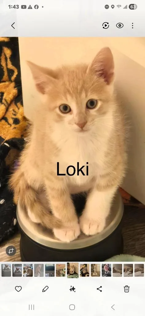 A baby medium-sized male Domestic Short Hair cat named Loki for adoption in Spring, TX