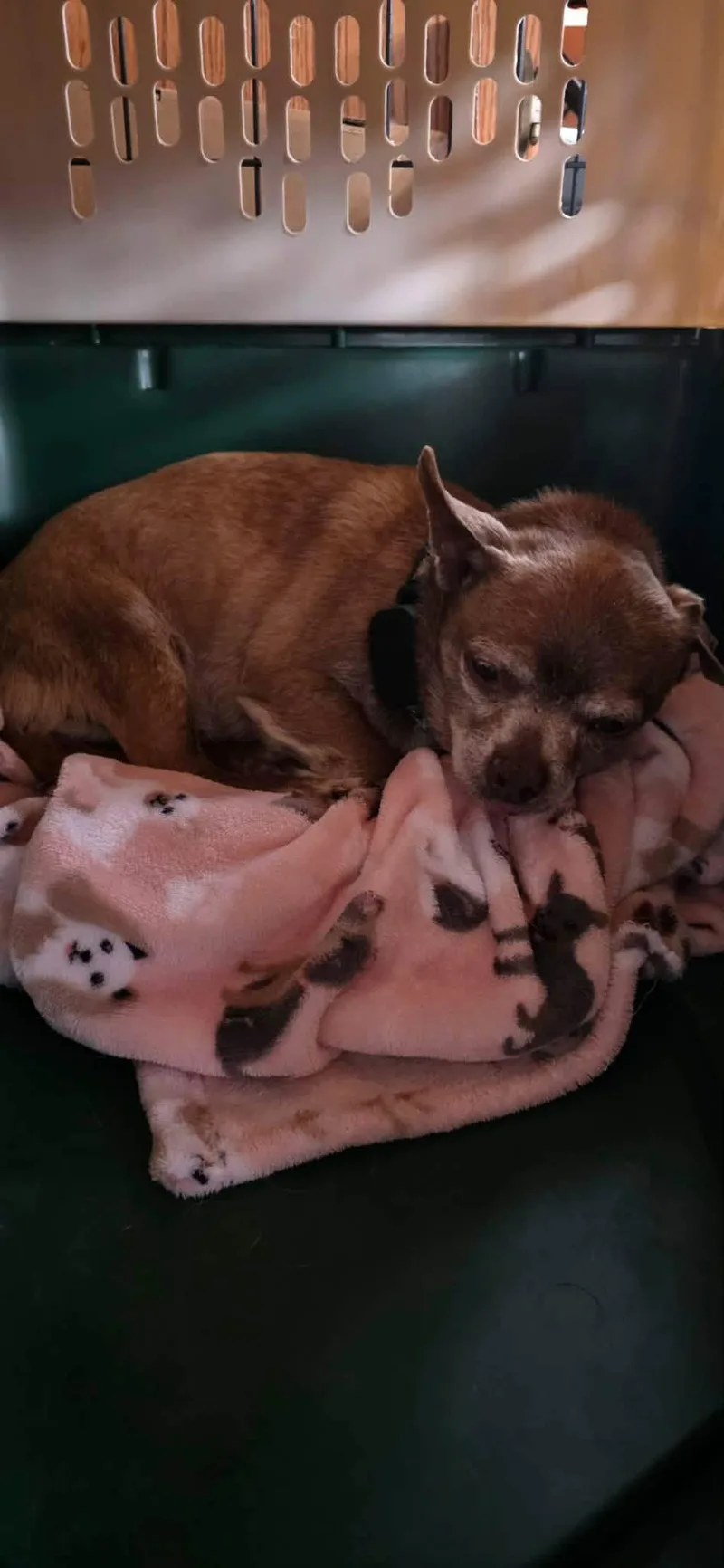 A senior small-sized male Chihuahua dog named Sunny for adoption in New London, WI