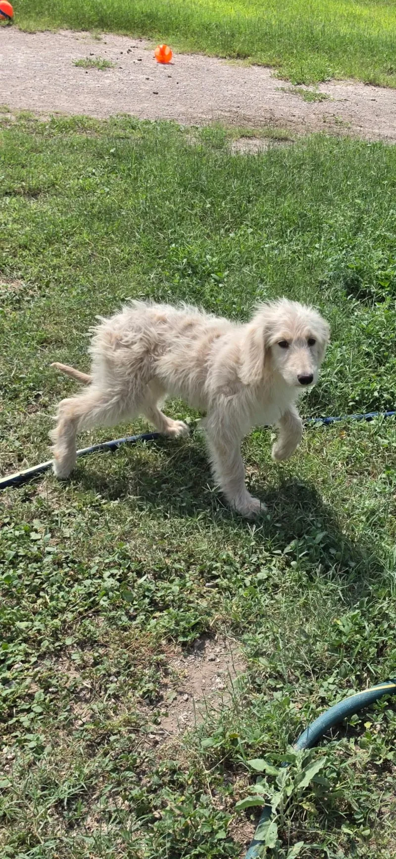 A baby medium-sized female Aussiedoodle dog named Lightening for adoption in Mcallen, TX