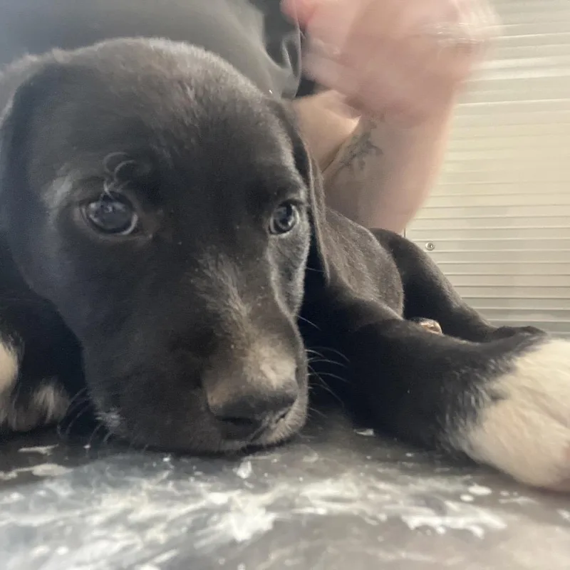 A baby small-sized male Black Labrador Retriever dog named Calvin for adoption in Clanton, AL