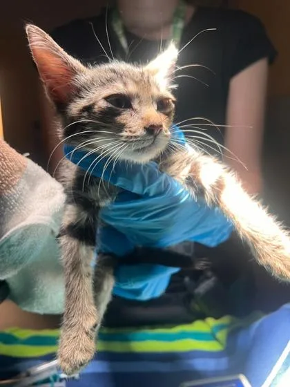 A baby small-sized female Domestic Short Hair cat named Grace for adoption in Honolulu, HI