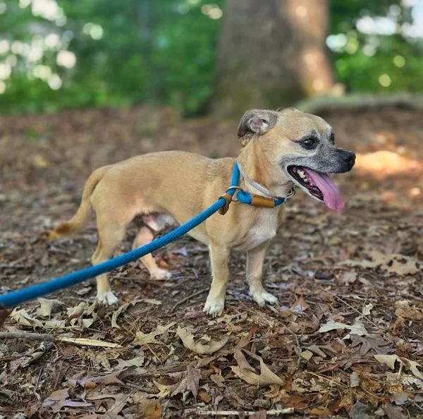 A senior small-sized male Chihuahua dog named Parker for adoption in Salisbury, MD