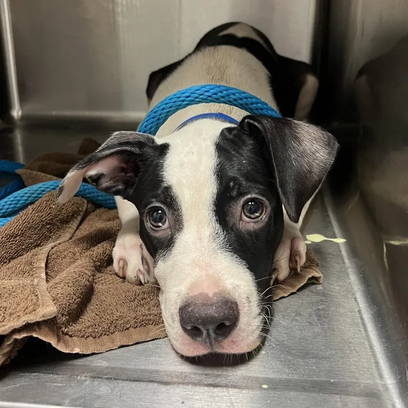 A baby medium-sized male Black Mixed Breed dog named Max for adoption in Chattanooga, TN