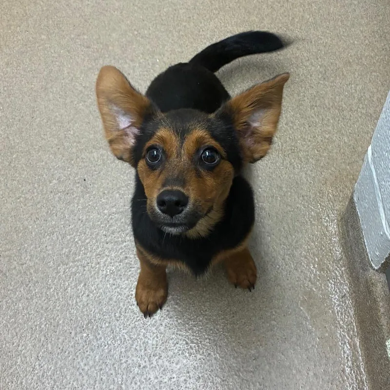 A baby small-sized male Black Shepherd dog named Greg for adoption in Corpus Christi, TX