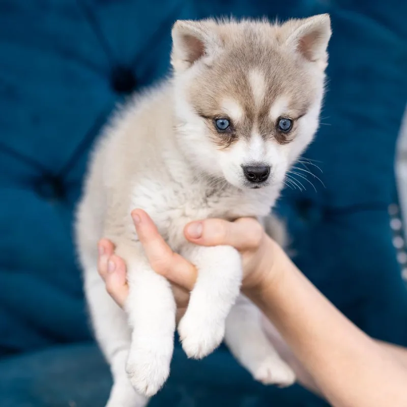 A baby small-sized male Black Klee Kai dog named Lance for adoption in Northbrook, IL