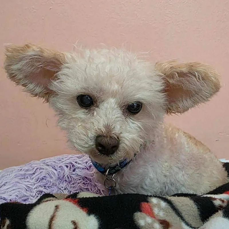 An adult small-sized male Maltipoo dog named Patrick for adoption in Cherry Hill, NJ