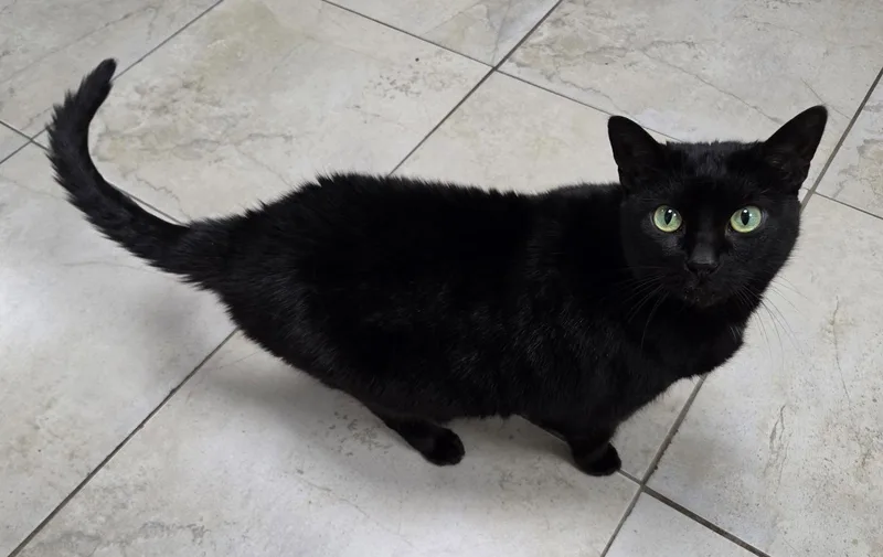 A young medium-sized female Black & White / Tuxedo Domestic Short Hair cat named Scribble for adoption in Satellite Beach, FL