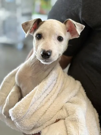 A baby small-sized male Terrier dog named Marvin for adoption in Honolulu, HI
