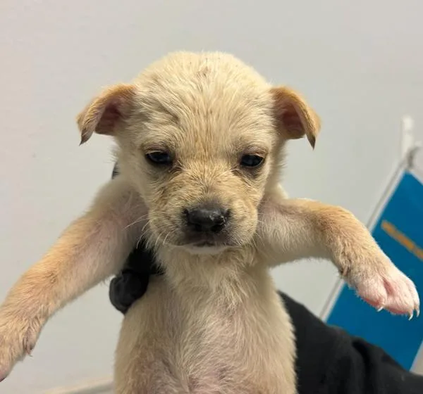 A baby small-sized female Shepherd dog named Crinkle Fry for adoption in San Diego, CA