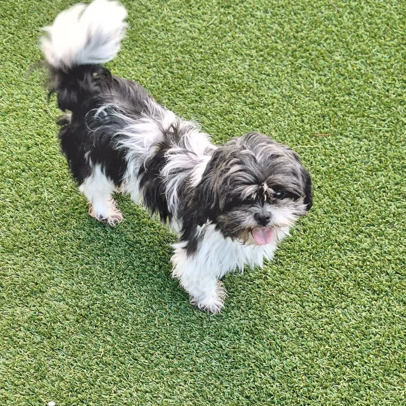 An adult small-sized female Black Shih Tzu dog named Betty Boop for adoption in LOXAHATCHEE, FL