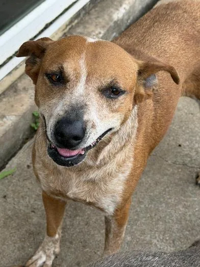An adult medium-sized female Red / Chestnut / Orange Australian Cattle Dog / Blue Heeler dog named Red for adoption in Liverpool, TX