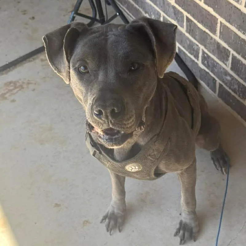 An adult medium-sized female Gray / Blue / Silver Pit Bull Terrier dog named Blue for adoption in Aledo, TX