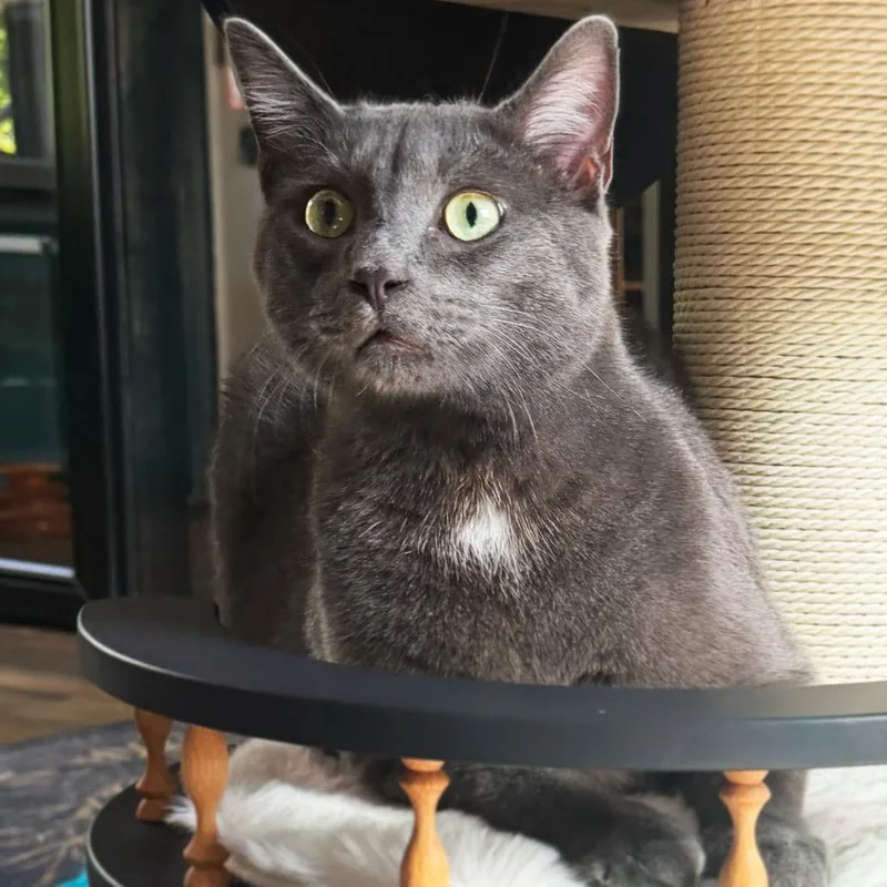 A young medium-sized male Gray & White Domestic Short Hair cat named Yogi for adoption in Asheville, NC