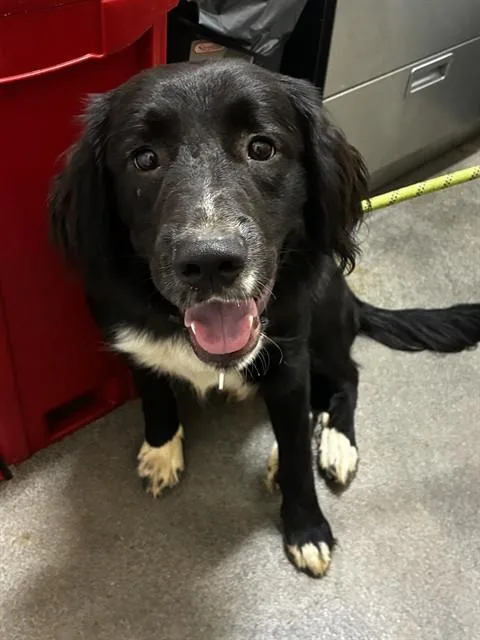 A young large-sized male Australian Shepherd dog named Arthur for adoption in Upper Marlboro, MD