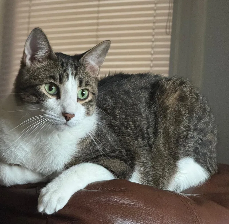 An adult medium-sized male Tabby (Brown / Chocolate) Domestic Short Hair cat named Clyde for adoption in Mokena, IL