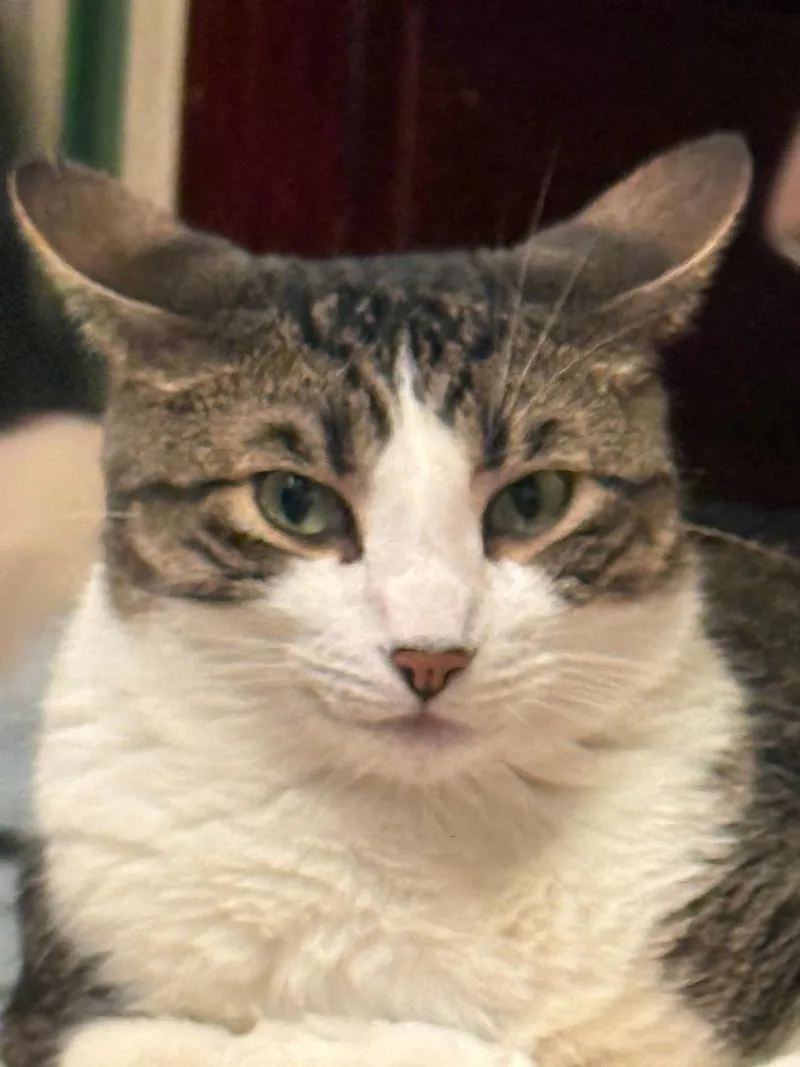 Clyde thumbnail 3