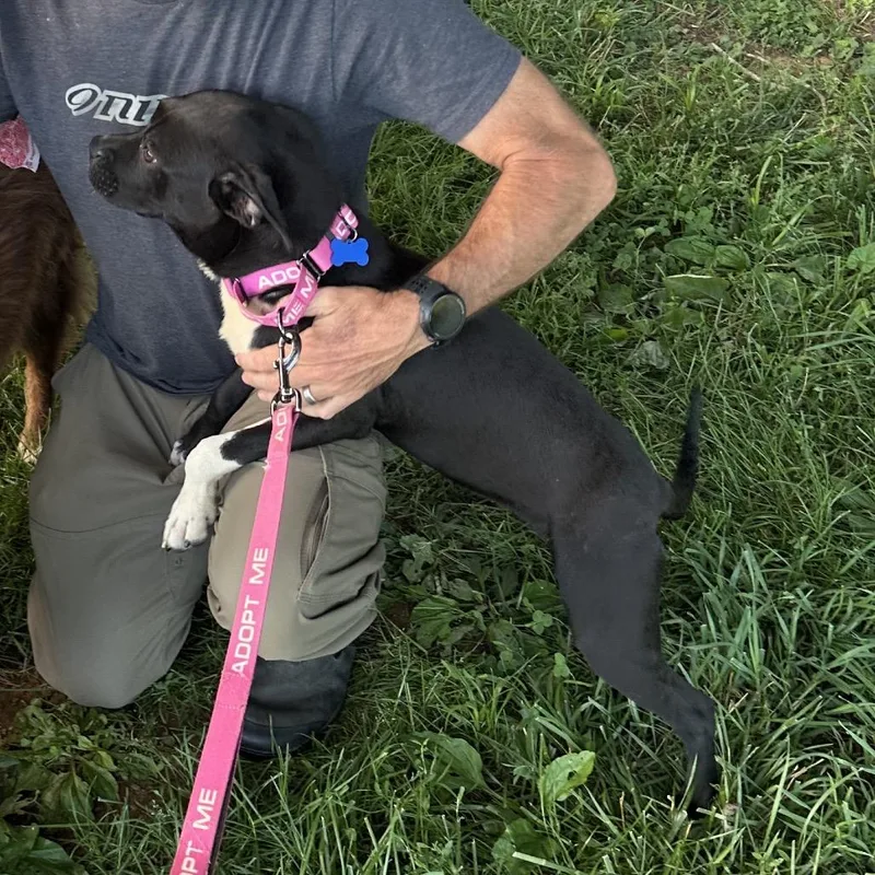 A young medium-sized female Black Pit Bull Terrier dog named Trinity for adoption in Potomac, MD