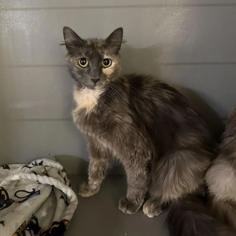 An adult small-sized female Torbie Domestic Long Hair cat named Vacuum for adoption in Newberg, OR