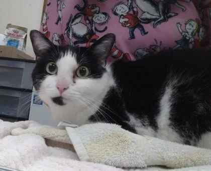 A senior large-sized female Domestic Short Hair cat named Sativa for adoption in Palm Coast, FL