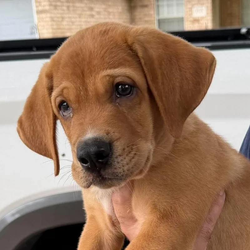 A baby medium-sized male Golden Labrador Retriever dog named Dante SM for adoption in Austin, TX