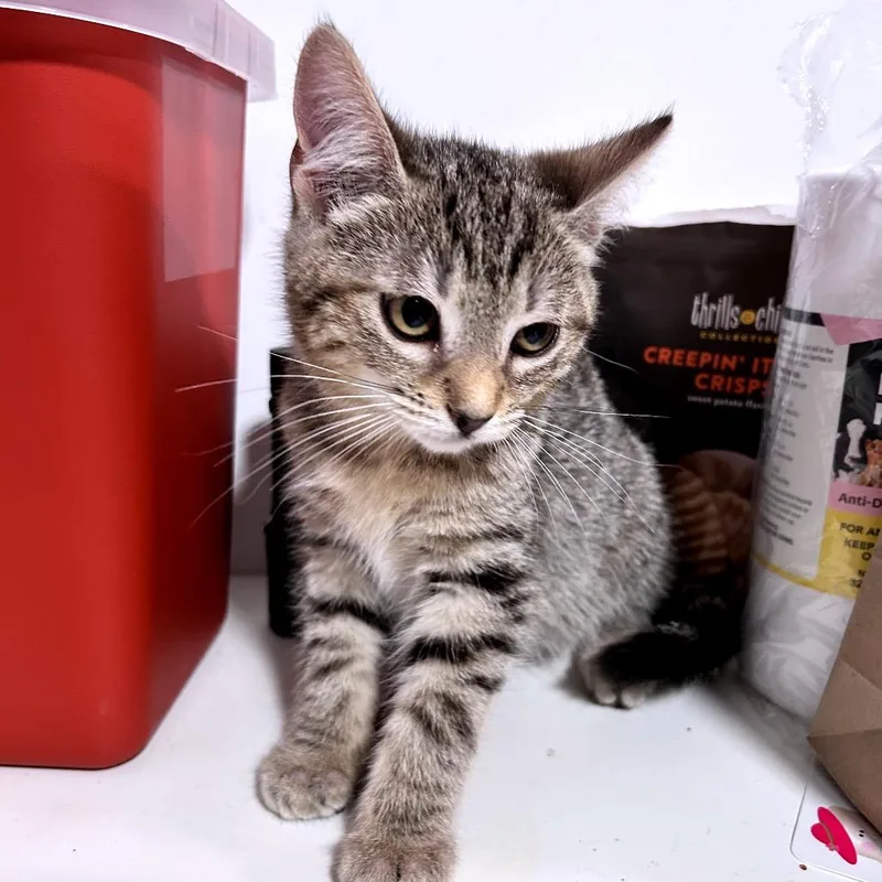 Tweety Bird thumbnail 2