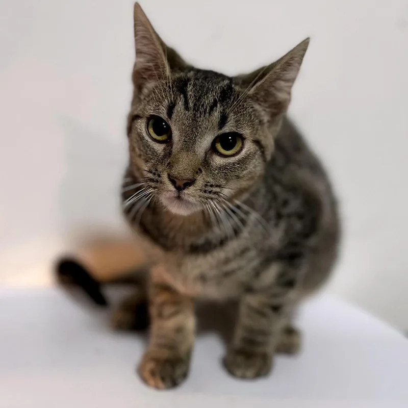 Tweety Bird thumbnail 3