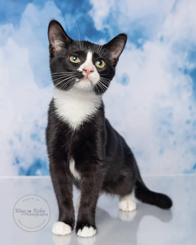A baby medium-sized female Black & White / Tuxedo Domestic Short Hair cat named Dena for adoption in Tuscaloosa, AL