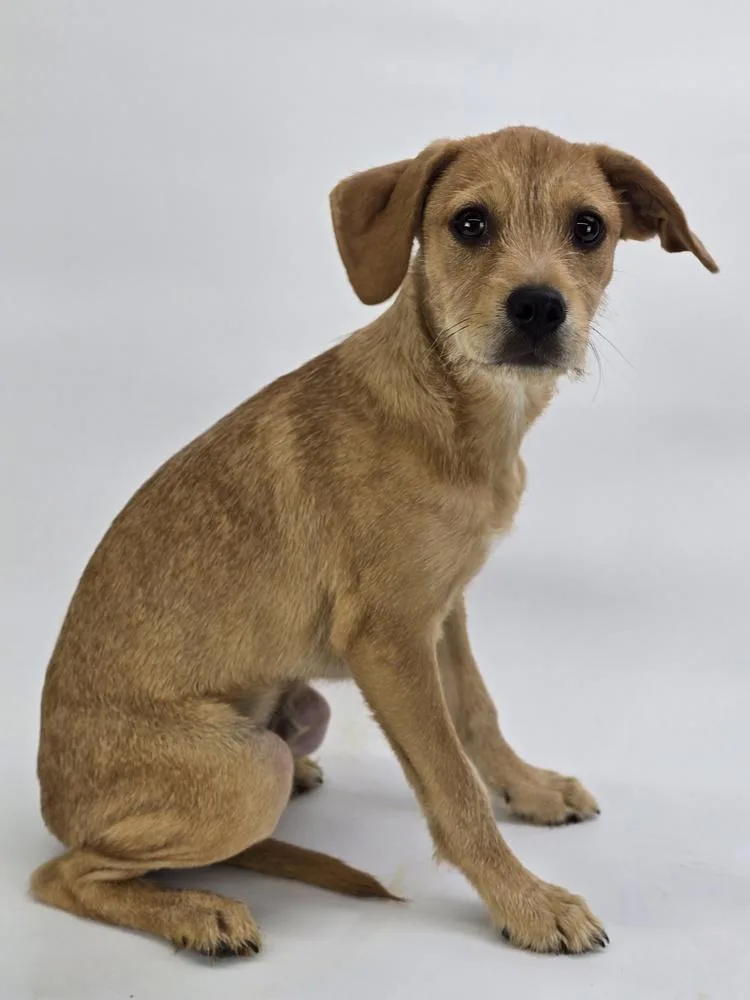 A baby large-sized male White / Cream Terrier dog named Moe for adoption in Sedalia, CO