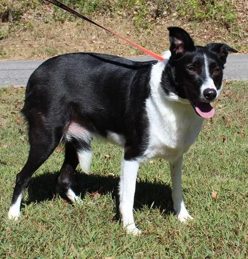 An adult large-sized female Border Collie dog named Sassy Rose for adoption in Prattville, AL
