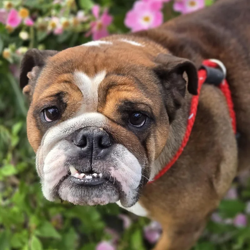An adult medium-sized female Brindle English Bulldog dog named Petunia for adoption in Normal, IL