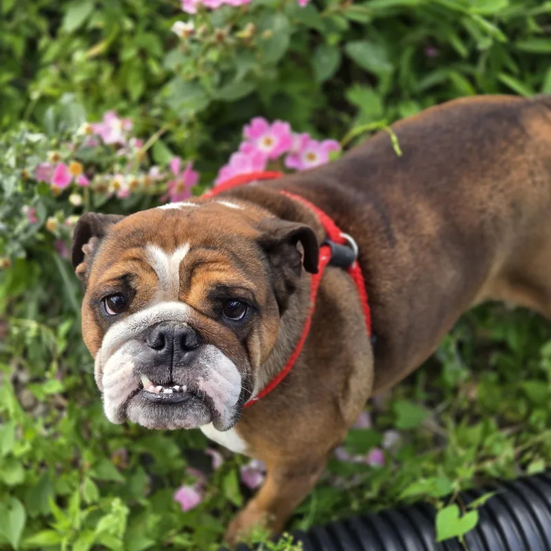 Petunia thumbnail 4