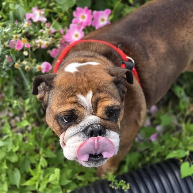 Petunia thumbnail 5