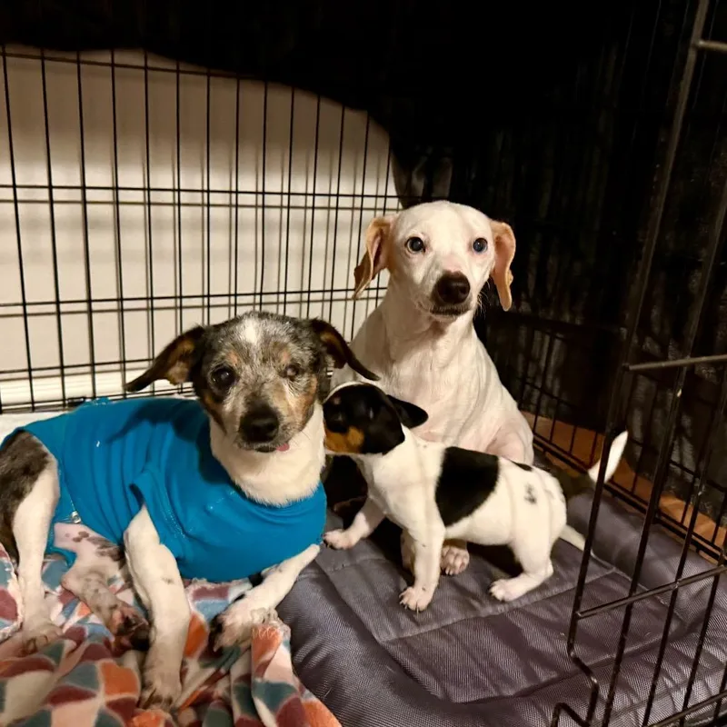 Snow White thumbnail 3