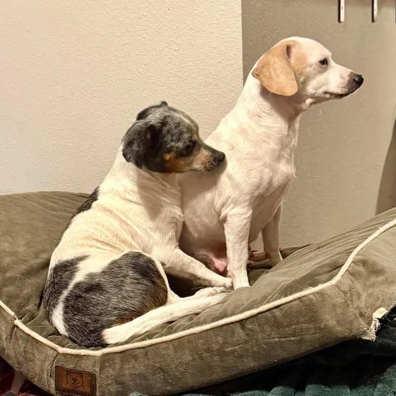 Snow White thumbnail 5