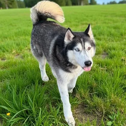 A young medium-sized male Husky dog named Storm for adoption in Cumberland, MD