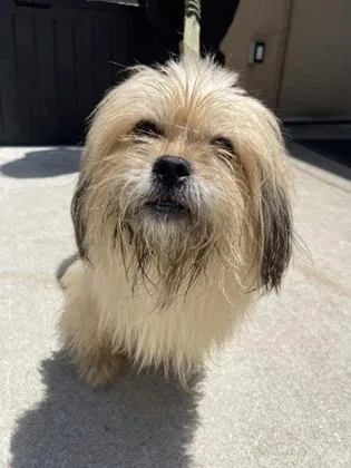 An adult medium-sized female Mixed Breed dog named Kusama for adoption in West Chester, PA