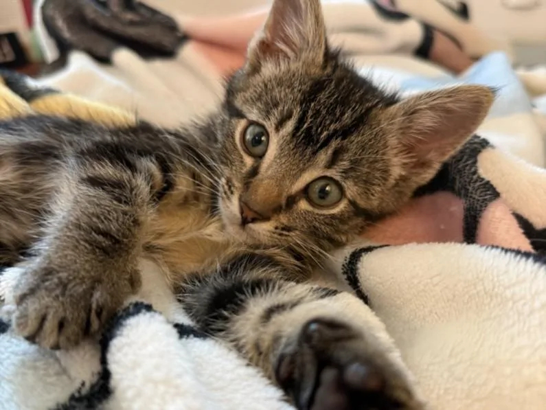 An adult small-sized male Domestic Short Hair cat named Rocky for adoption in Burbank, CA