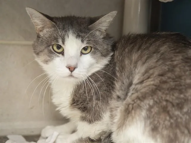 A young small-sized male Domestic Short Hair cat named Mcgrath for adoption in Phoenix, AZ