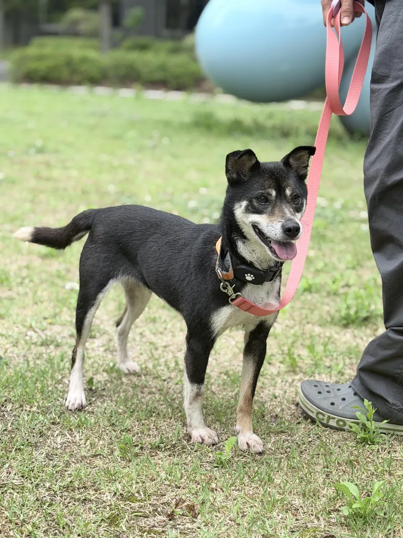 A young small-sized female Black Shiba Inu dog named Yumi for adoption in Duluth, GA