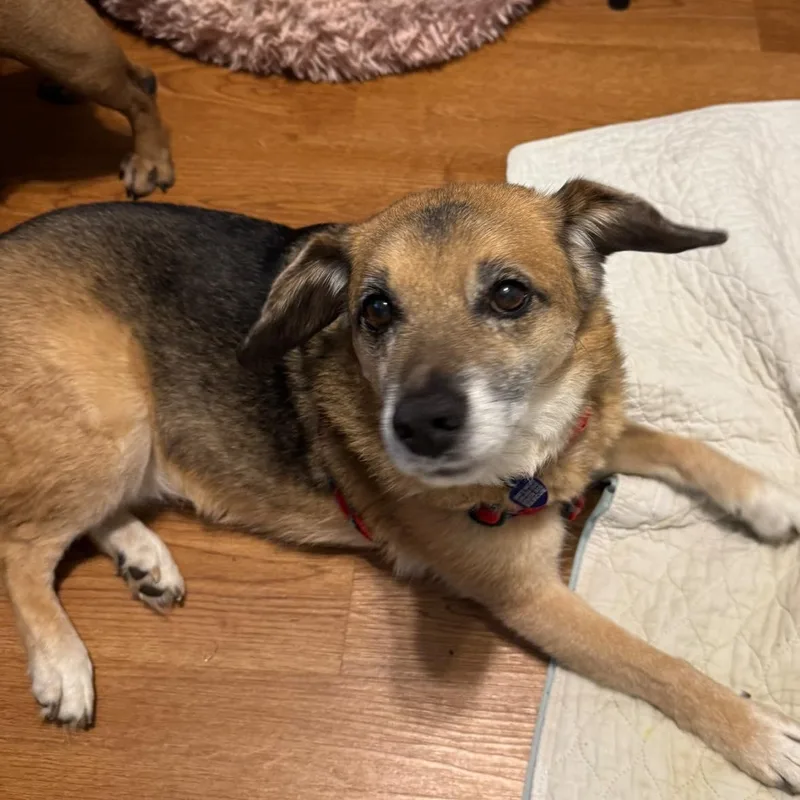 A senior medium-sized male Tricolor (Brown, Black, & White) Beagle dog named Skippy for adoption in Rockville, MD