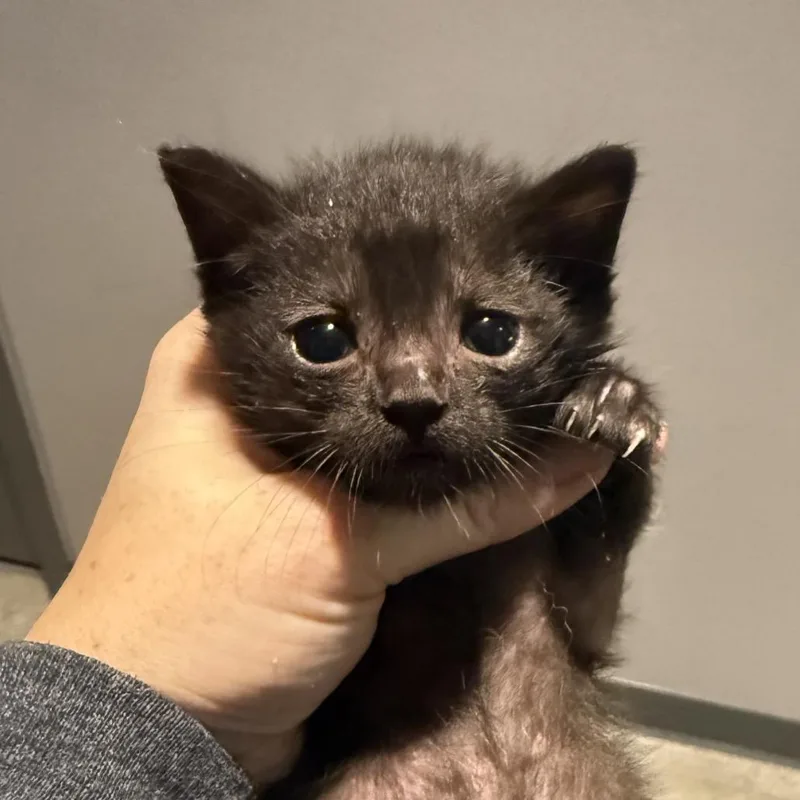 A baby small-sized male Black Domestic Short Hair cat named Beanie for adoption in Spring Hill, KS