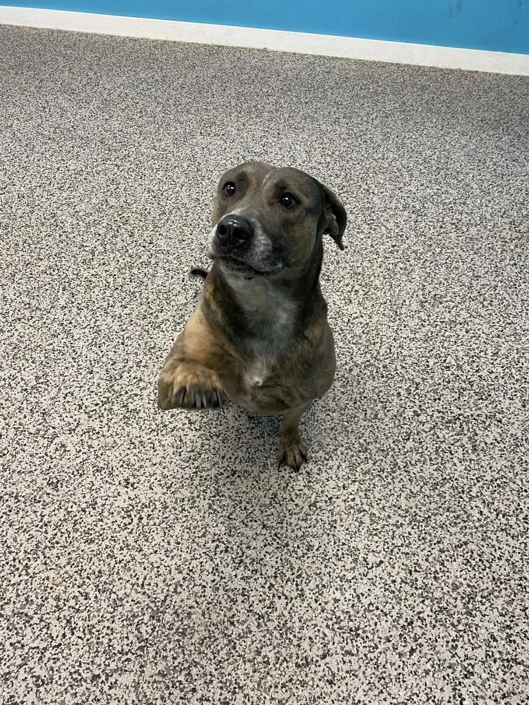 A senior medium-sized female Plott Hound dog named Ruby for adoption in Kendallville, IN