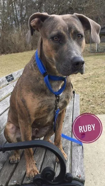 Ruby thumbnail 3