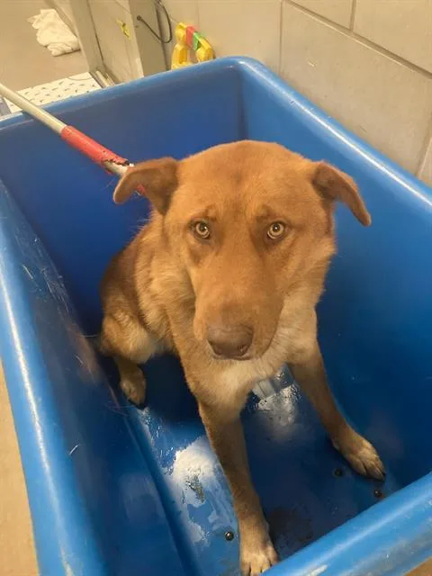 An adult large-sized male Labrador Retriever dog named Hercules for adoption in Dallas, TX