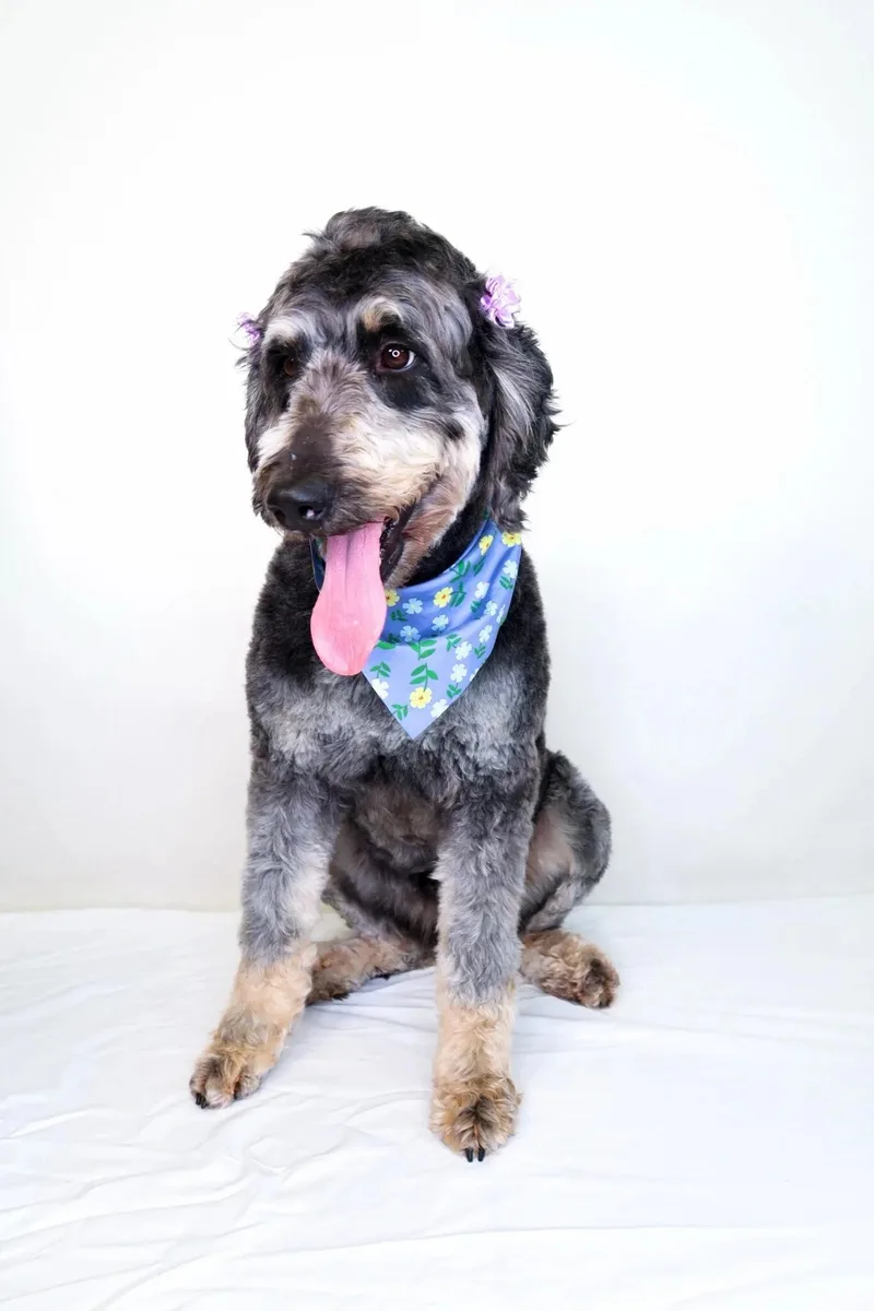 Patti Labelle thumbnail 3