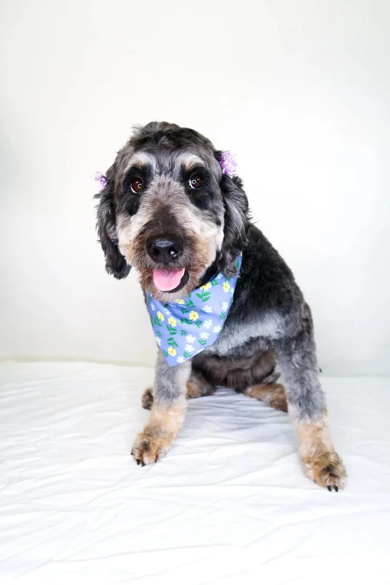 Patti Labelle thumbnail 4