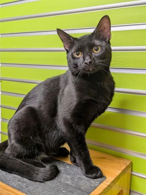 An adult medium-sized male Domestic Short Hair cat named Espresso for adoption in Saint Peters, MO