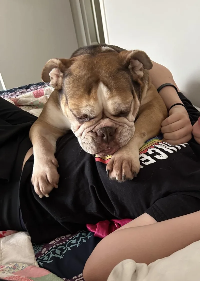 An adult medium-sized female American Bulldog dog named Pumpkin for adoption in Oswego, IL